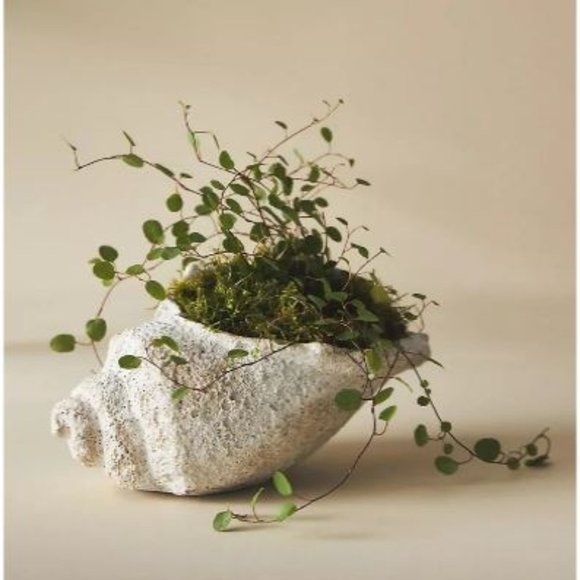 Anthropologie Other - Anthropologie Seascape Cement Shell Vessel Planter NEW